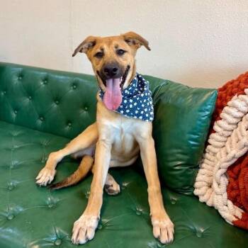 Chloe Peach Can Steal Your Heart -  German Shepherd Dog and Labrador Retriever Dog for Adoption in Friendswood, Texas - Chloe Peach Can Steal Your Heart | PetCurious