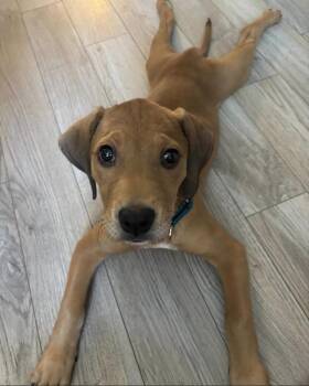 Winter -  Coonhound Dog for Adoption in Philadelphia, Pennsylvania - Winter | PetCurious