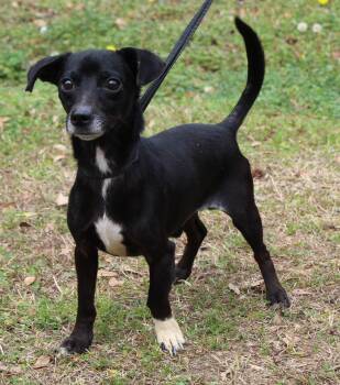 Chihuahua Dogs Available for Adoption - Isaac 43111 | PetCurious