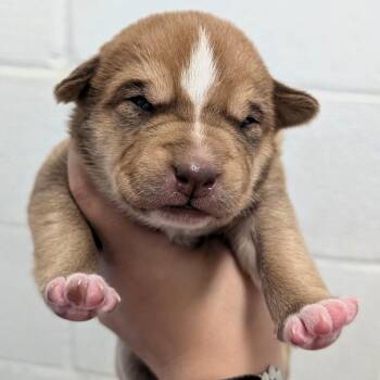 Boxer and Mixed Breed Dogs Available for Adoption - L Pup 8 | PetCurious