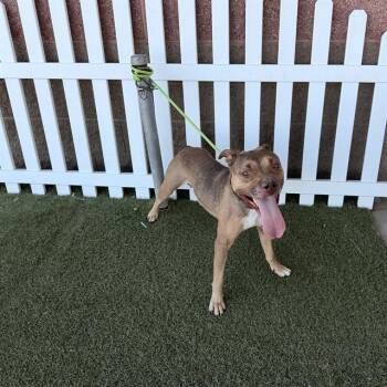 A611248 -  Pit Bull Terrier Dog for Adoption in Modesto, California - A611248 | PetCurious