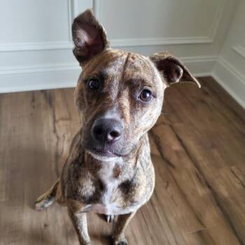 Mollie (Courtesy Post) -  Pit Bull Terrier and Mixed Breed Dog for Adoption in Durham, North Carolina - Mollie (Courtesy Post) | PetCurious
