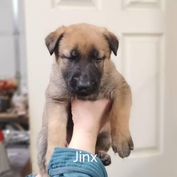 Rescue German Shepherd Dog and Belgian Shepherd Malinois Dogs for Adoption in Choteau, Montana - Puppies - This Is A Courtesy Listing Please Call Kim At 406-217- | PetCurious