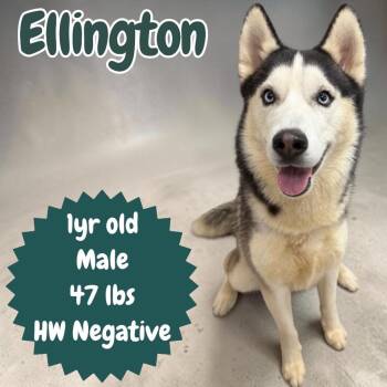 Ellington (Nico) -  Husky Dog for Adoption in Sorrento, Louisiana - Ellington (Nico) | PetCurious