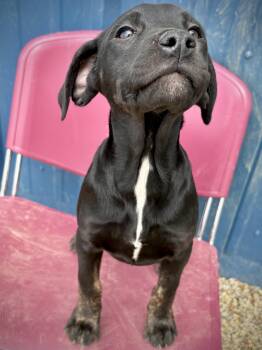 Labrador Retriever and Terrier Dogs Available for Adoption in Kalamazoo, Michigan - Twister | PetCurious