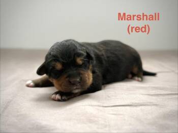 Retriever and Shepherd Dogs Available for Adoption in Calgary, Alberta - Marshall | PetCurious