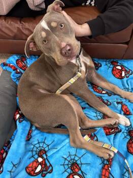 Pit Bull Terrier Dogs Available for Adoption - Sugarplum | PetCurious