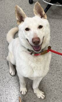 Rescue Siberian Husky and Mixed Breed Dogs for Adoption in Fishers, Indiana - Marshmellow | PetCurious