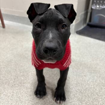 Rescue Mixed Breed Dogs for Adoption in Gainesville, Florida - Soup | PetCurious