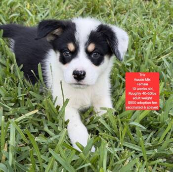 Trix -  Australian Shepherd Dog for Adoption in Oviedo, Florida - Trix | PetCurious