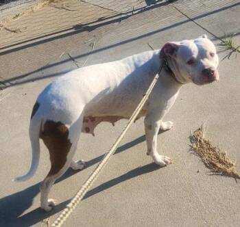 Fancy -  Pit Bull Terrier Dog for Adoption in Sullivan, Indiana - Fancy | PetCurious