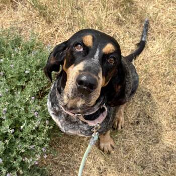 Clover -  Coonhound Dog for Adoption in Glenwood Springs, Colorado - Clover | PetCurious