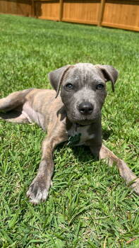 Rescue Terrier Dogs for Adoption in Greenville, South Carolina - Leni | PetCurious