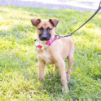 Josie (Female) Avail 9/26 -  Australian Terrier and Boxer Dog for Adoption in West Grove, Pennsylvania - Josie (Female) Avail 9/26 | PetCurious