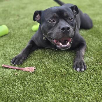 Pumpernickel -  American Staffordshire Terrier Dog for Adoption - Pumpernickel | PetCurious