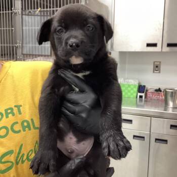 Terrier and Collie Dogs Available for Adoption - Benji | PetCurious