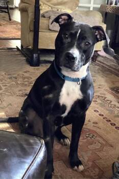 Rescue Mixed Breed Dogs for Adoption in Chamblee, Georgia - Barbara - IN FOSTER | PetCurious