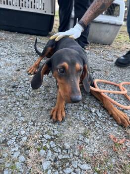 Rescue Terrier Dogs for Adoption in Winnsboro, South Carolina - Reese | PetCurious