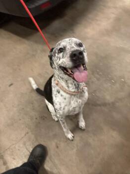 BIJOU -  Australian Cattle Dog Blue Heeler and Mixed Breed Dog for Adoption in Dallas, Texas - BIJOU | PetCurious