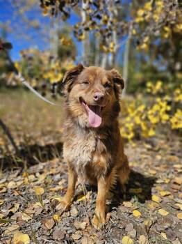 Rescue Australian Shepherd and Australian Cattle Dog Blue Heeler Dogs for Adoption in Frisco, Colorado - BARLEY | PetCurious