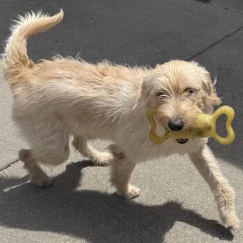 Labradoodle Dogs Available for Adoption in Dallas, Texas - Alfredo | PetCurious