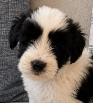 Toby -  Shih Poo and Havanese Dog for Adoption in Cerritos, California - Toby | PetCurious