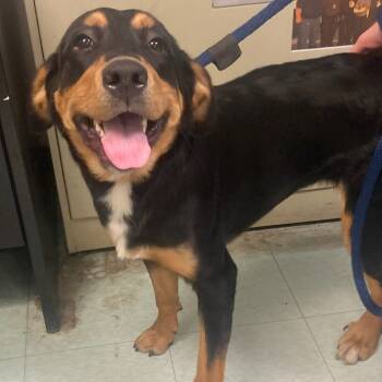 Rescue Mixed Breed and Rottweiler Dogs for Adoption in Philadelphia, Pennsylvania - Marcella | PetCurious
