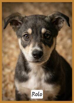 Husky and Australian Shepherd Dogs Available for Adoption - Rolo | PetCurious
