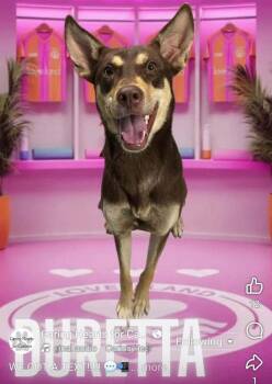 Duretta -  Mixed Breed Dog for Adoption in Breinigsville, Pennsylvania - Duretta | PetCurious