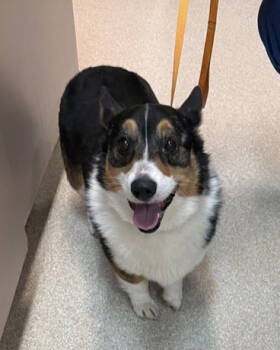 Rescue Pembroke Welsh Corgi Dogs for Adoption in Arlington, Texas - Aloy | PetCurious