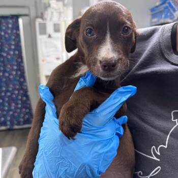 Sweet Tea -  Mixed Breed Dog for Adoption in Summerville, South Carolina - Sweet Tea | PetCurious