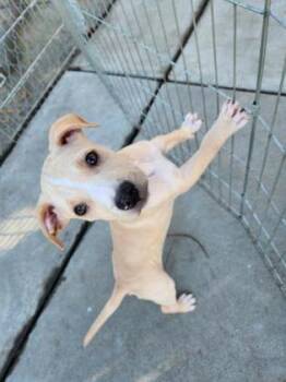 Terrier and Shiba Inu Dogs Available for Adoption - Twitch  | PetCurious