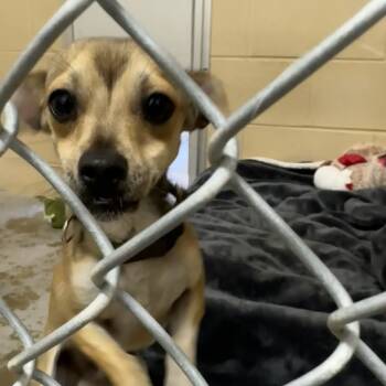 Rescue Chihuahua Dogs for Adoption in Buellton, California - Bagel | PetCurious