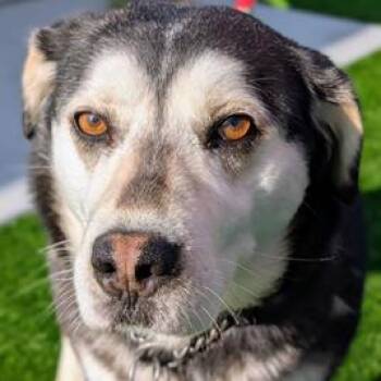 Husky Dogs Available for Adoption in Falls Church, Virginia - Jackie | PetCurious