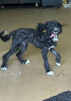 TAMI (mini) 18 lbs -  Aussiedoodle Dog for Adoption in Rossford, Ohio - TAMI (mini) 18 Lbs | PetCurious