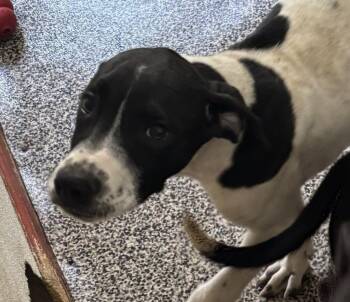 Joey -  Border Collie and Retriever Dog for Adoption in Thompson Falls, Montana - Joey | PetCurious
