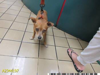 VELLA -  Mixed Breed Dog for Adoption in West Palm Beach, Florida - VELLA | PetCurious