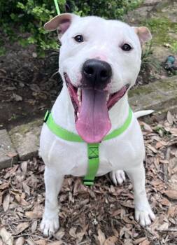 Casper -  Dogo Argentino and Mixed Breed Dog for Adoption in Houston, Texas - Casper | PetCurious