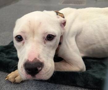MARSHY -  Mixed Breed Dog for Adoption in Dallas, Texas - MARSHY | PetCurious
