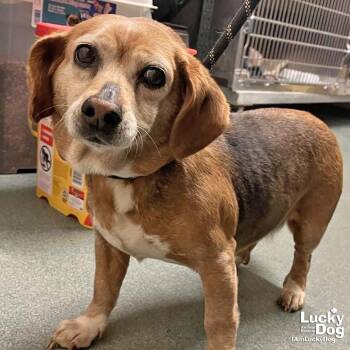 Beagle Dogs Available for Adoption in Washington, District Of Columbia - Pooh Bear | PetCurious