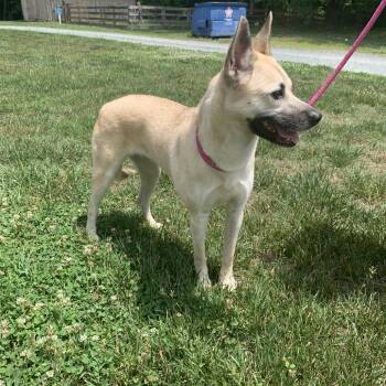 Kory -  Mixed Breed Dog Available for Adoption in Mebane, North Carolina - Kory | PetCurious