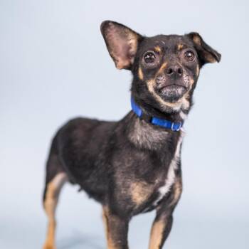 Cindy -  Chihuahua Dog for Adoption in Portland, Oregon - Cindy | PetCurious