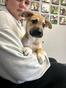 Mater -  Pit Bull Terrier and German Shepherd Dog Dog for Adoption in Los Angeles, California - Mater | PetCurious
