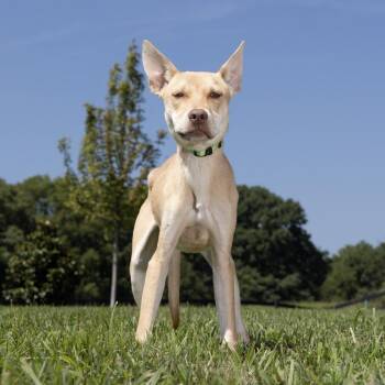 Mango -  Mixed Breed Dog for Adoption in Franklin, Tennessee - Mango | PetCurious