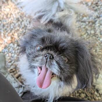 Lulu -  Mixed Breed and Pekingese Dog for Adoption in West Olive, Michigan - Lulu | PetCurious