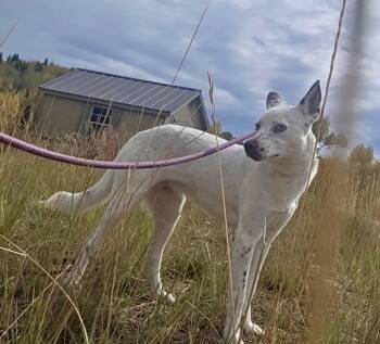 Bingo -  Australian Cattle Dog Blue Heeler and Mixed Breed Dog for Adoption in Thayne, Wyoming - Bingo | PetCurious