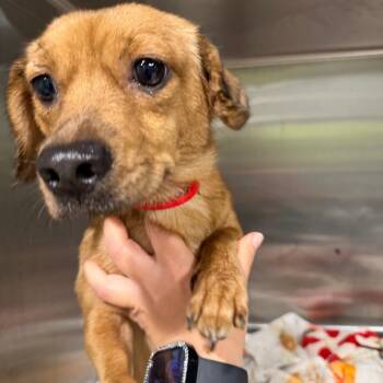 Blossom -  Miniature Dachshund and Mixed Breed Dog for Adoption in Tampa, Florida - Blossom | PetCurious