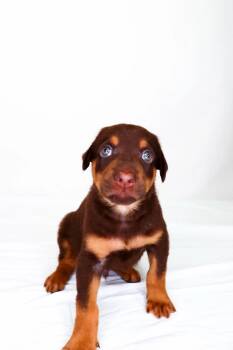 Labrador Retriever Dogs Available for Adoption in Bixby, Oklahoma - Timothy | PetCurious