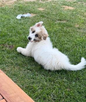 26Timber -  Great Pyrenees Dog for Adoption in Shingle Springs, California - 26Timber | PetCurious