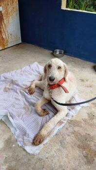 Goldendoodle Dogs Available for Adoption - Fluffy | PetCurious